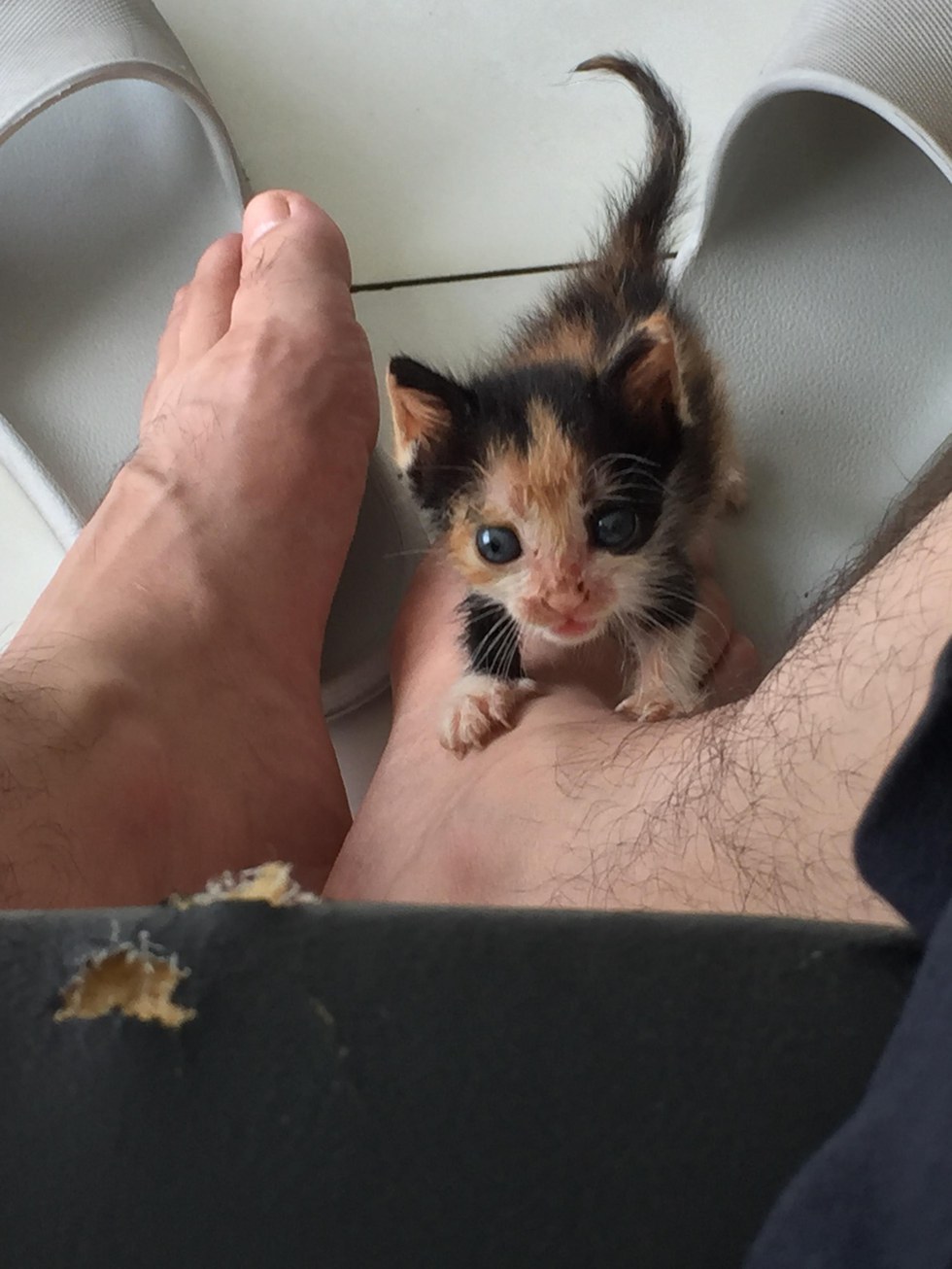 몸이아파 어미에게 버려졌던 새끼 고양이 구조 | 인스티즈