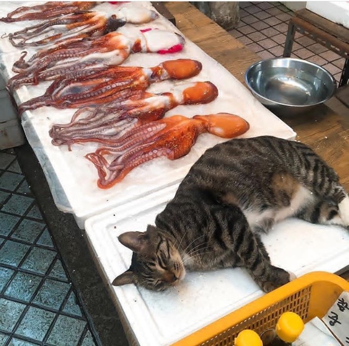 고등어 한마리요.jpg | 인스티즈