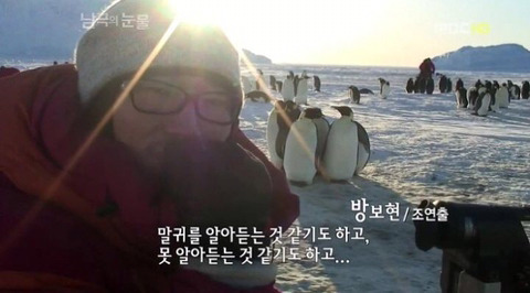 짱귀탱인 남극의 눈물 촬영 당시 펭귄들.gif | 인스티즈
