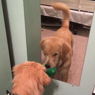 심장폭행하는 리트리버들 | 인스티즈