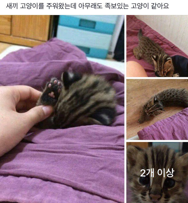 새끼고양이를 주워왔는데 족보있는 고양이같아요.jpg | 인스티즈
