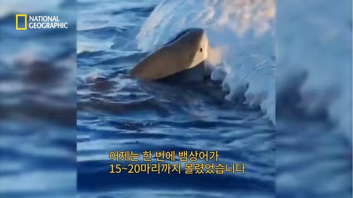 고래 먹방하던 상어들이 갑자기 사라진이유.jpggif | 인스티즈