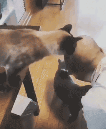 얘는 지 털이나 관리하지.gif | 인스티즈