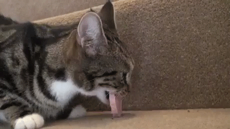 당황한 고양이.gif | 인스티즈