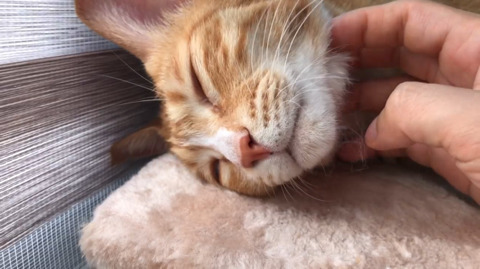 고양이 asmr | 인스티즈