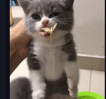 먹방 고양이.gif | 인스티즈