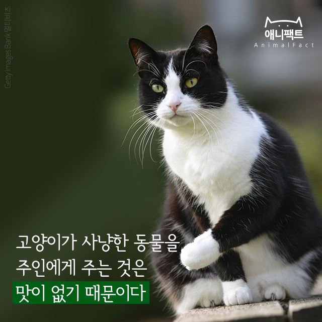고양이가 사냥한 것을 집사에게 갖다주는 이유.jpg | 인스티즈