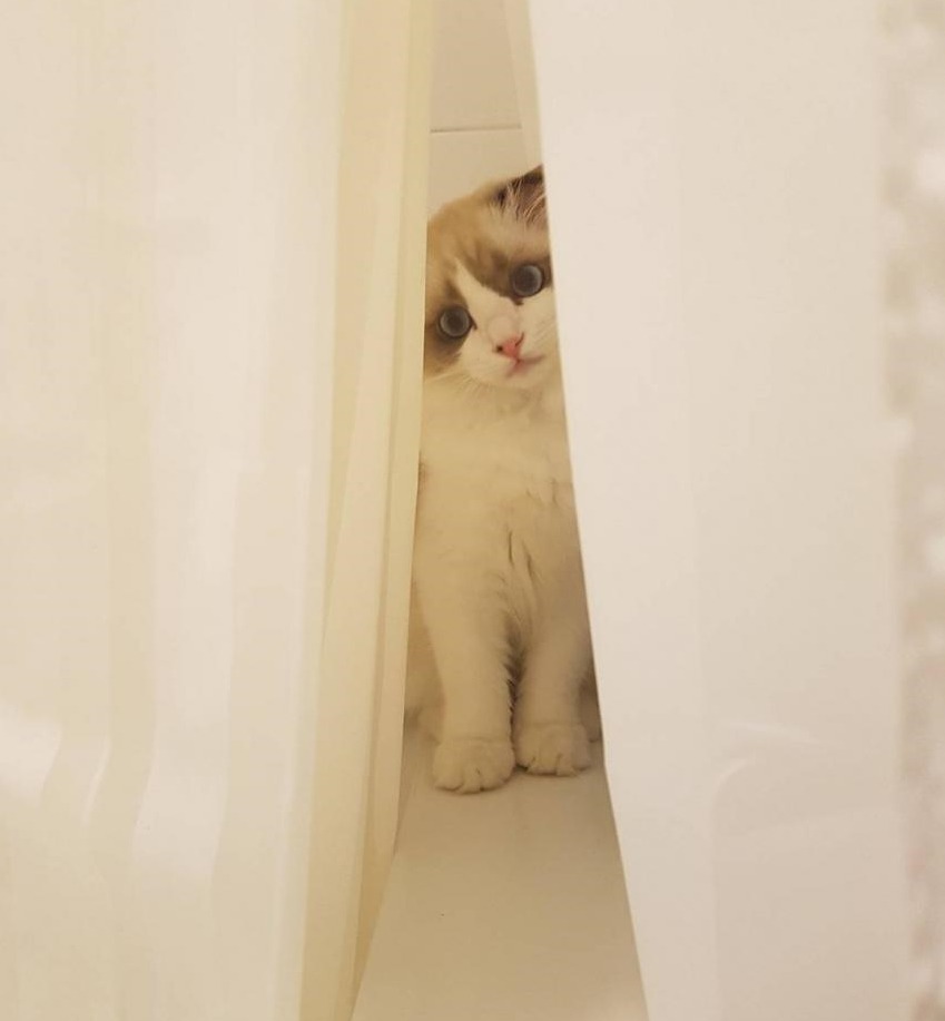 걸스데이 소진이 기르는 고양이 룽지(+밥이) | 인스티즈