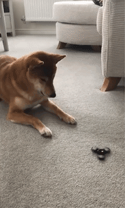 ??? : 이렇게 기도하면 간식이 나온다고? | 인스티즈