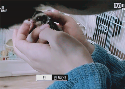 한 아이돌이 키운다는 애완동물 | 인스티즈