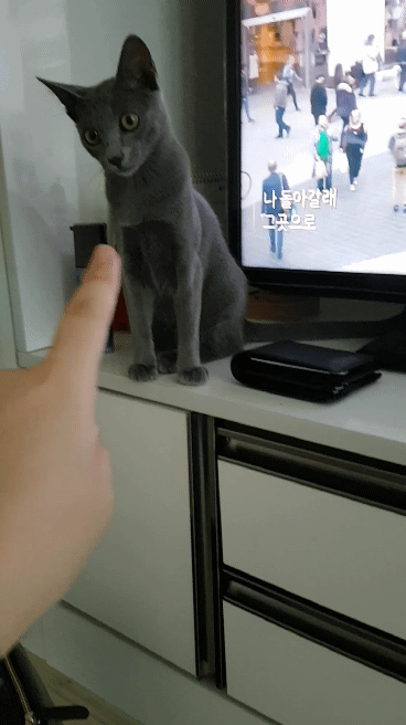 경상도에서 고양이를 부르는 말.jpg | 인스티즈