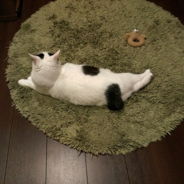 궁디가 까만 고양이 | 인스티즈