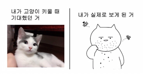 동심파괴시키는 현실 고양이 이모티콘 | 인스티즈
