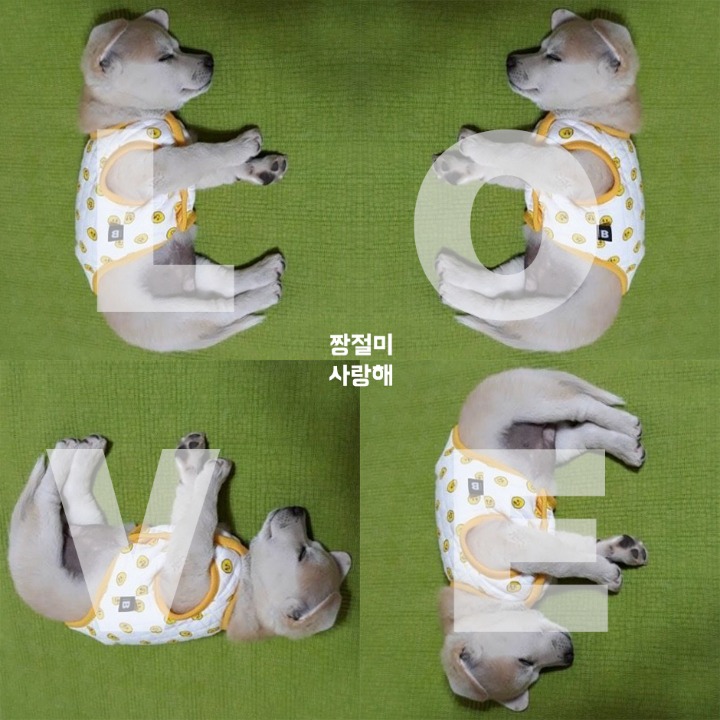 절미와 절미언니의 하루 | 인스티즈