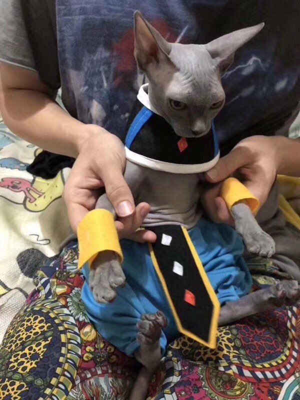 드래곤볼 코스프레甲.jpg | 인스티즈
