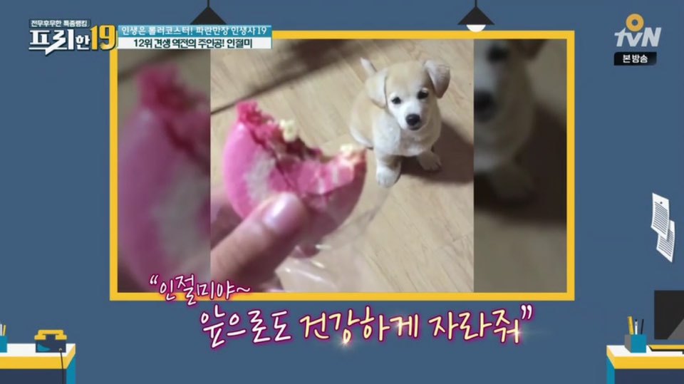 [인절미/짱절미] tvn 프리한19 견생역전의 주인공 | 인스티즈