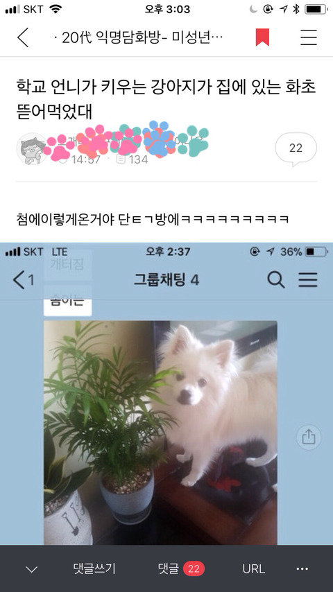 [익웃] 댕댕이가 어머님이 키우시는 산세베리아 뜯어먹음 | 인스티즈