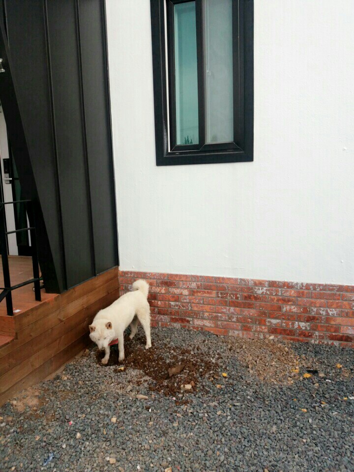 우리백구 찾았어ㅜㅜ근처 개공장에 있었어...진짜 너희말듣고 개장수집이랑 보신탕집 찾길 잘햇어 고마워!!!! | 인스티즈