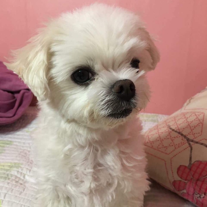 댕댕이 증명사진 | 인스티즈