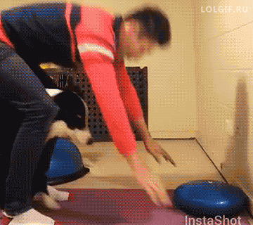 물구나무 댕댕이.gif | 인스티즈