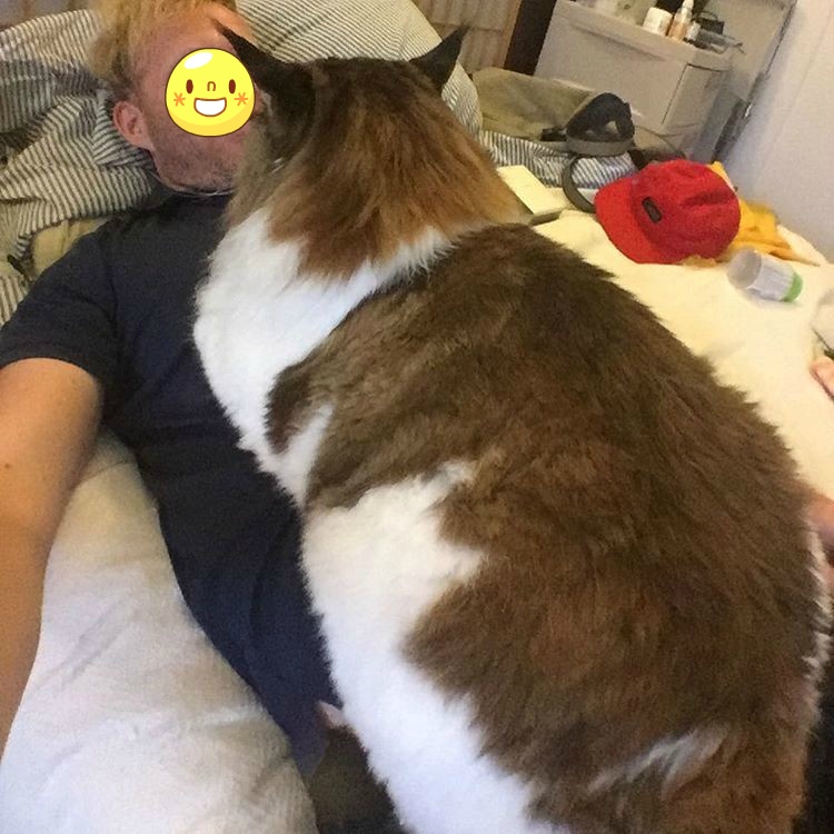 뉴욕의 어느 흔한 고양이 확대범.jpg | 인스티즈