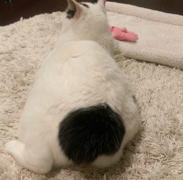 궁디가 까만 고양이 | 인스티즈
