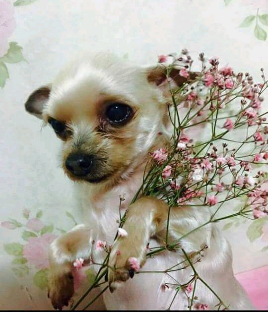 누군가 집에 침입해 강아지를 죽이고 감 (혐오주의) | 인스티즈