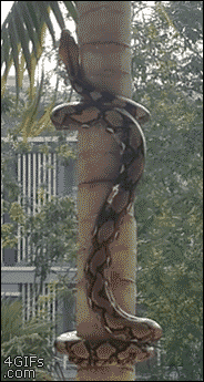 뱀이 나무 타는 법.GIF | 인스티즈