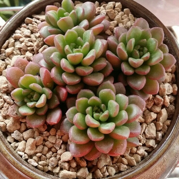 조이스 이미지
