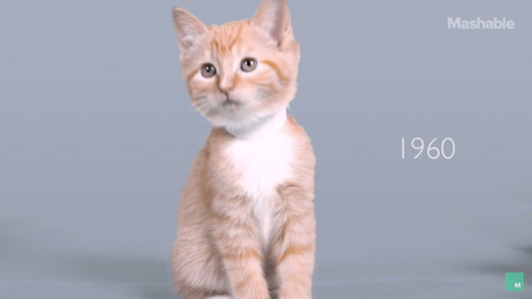 100년동안의 고양이의 미모변화 | 인스티즈