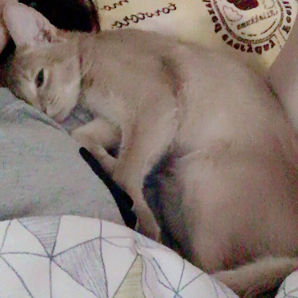 오늘자 고양이 생일파티 해준 전효성 ㅋㅋㅋㅋㅋㅋㅋㅋㅋ | 인스티즈