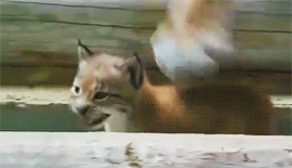 집 나갔다가 엄마한테 목덜미 물리는 스라소니.gif | 인스티즈