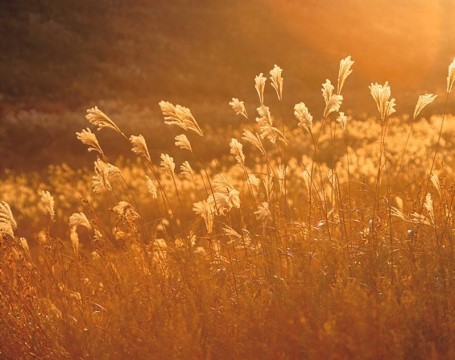 친구시켜 어머니살해... 아들,친구 구속..jpg | 인스티즈