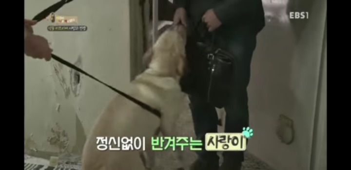 [고양이를부탁해] 세나개 강아지들과 고양이의 차이.jpg | 인스티즈