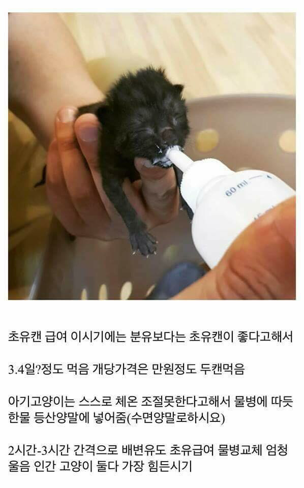 고양이를 만드는 디씨인.jpg | 인스티즈
