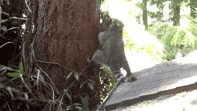 새끼에게 나무타는 법을 가르치는 라쿤.gif | 인스티즈