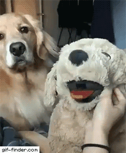이게 어디서 꼬리를 쳐.gif | 인스티즈