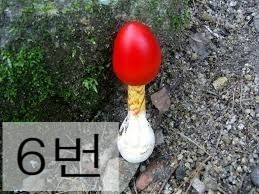 독버섯 고르기 | 인스티즈
