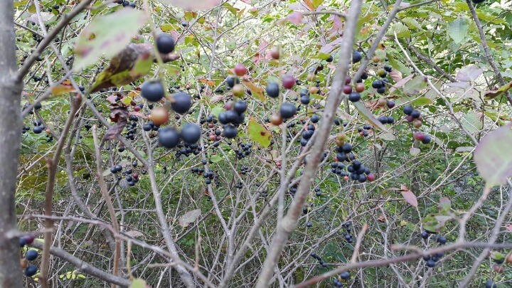 산목 이미지