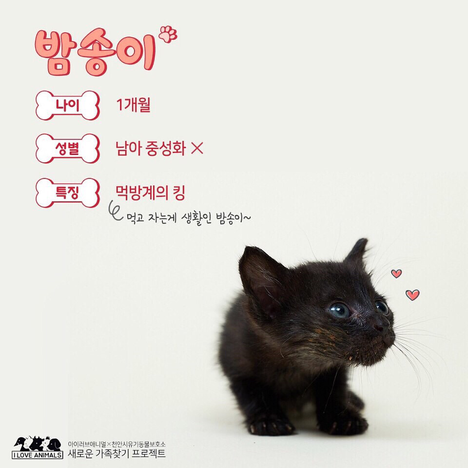 우리는 언제 가족이 생기나요? 사지 말고 입양하세요! | 인스티즈