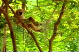 원숭이 레전드.gif | 인스티즈