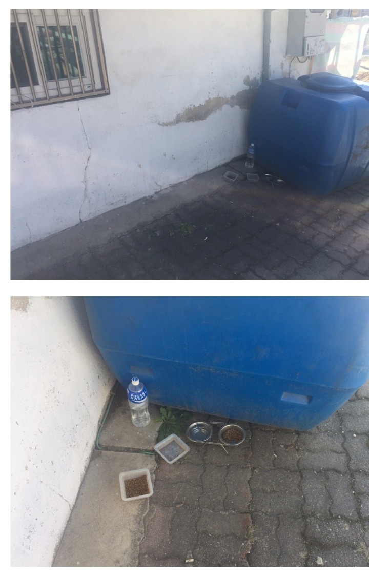 길고양이 밥주는 사람들한테 친.jpg | 인스티즈