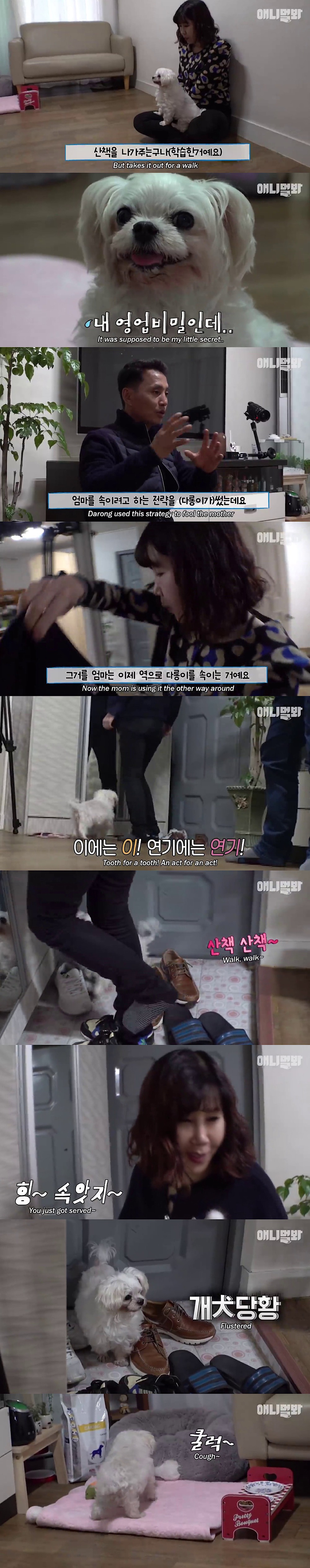 기침이 멎지 않는 개 다롱이 | 인스티즈