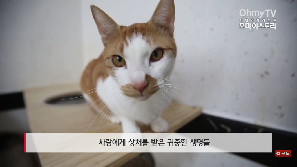 마산 애니멀 호더에게서 구조한 50여마리의 고양이들에게 손길을 내밀어주세요! 곧 쉼터가 폐쇄되어 아이들이 갈 곳이 없습니다 | 인스티즈