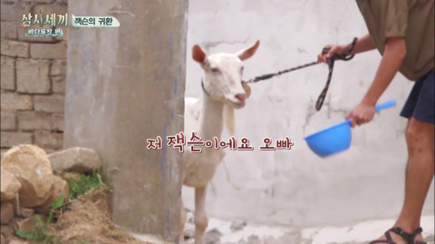 [삼시세끼] 처음 본 잭슨 때문에 놀라서 귱집사 팔 꼬옥 붙드는 고양이 쿵이.gif | 인스티즈