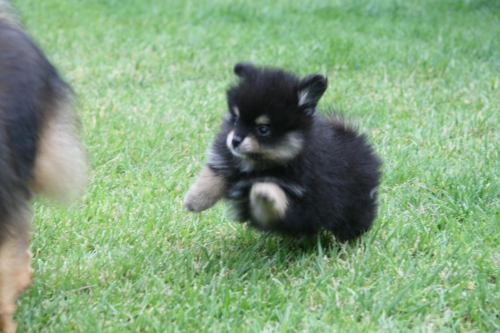 한국인들이 잘 모르는 곰돌이마냥 빵실히 털찐 강아지 | 인스티즈