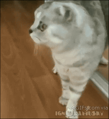 놀랬자냥.gif | 인스티즈