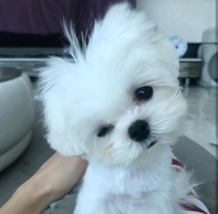 슈퍼주니어 이특이 키우는 반려견 심쿵이.jpg | 인스티즈
