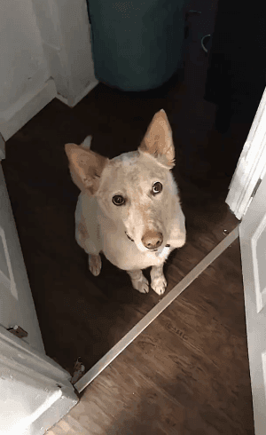 산책가자고 눈으로 말하는 댕댕이 | 인스티즈