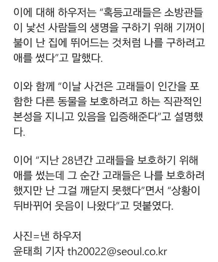 상어에게 먹힐뻔한 여성을 구해준 혹등고래찡 | 인스티즈